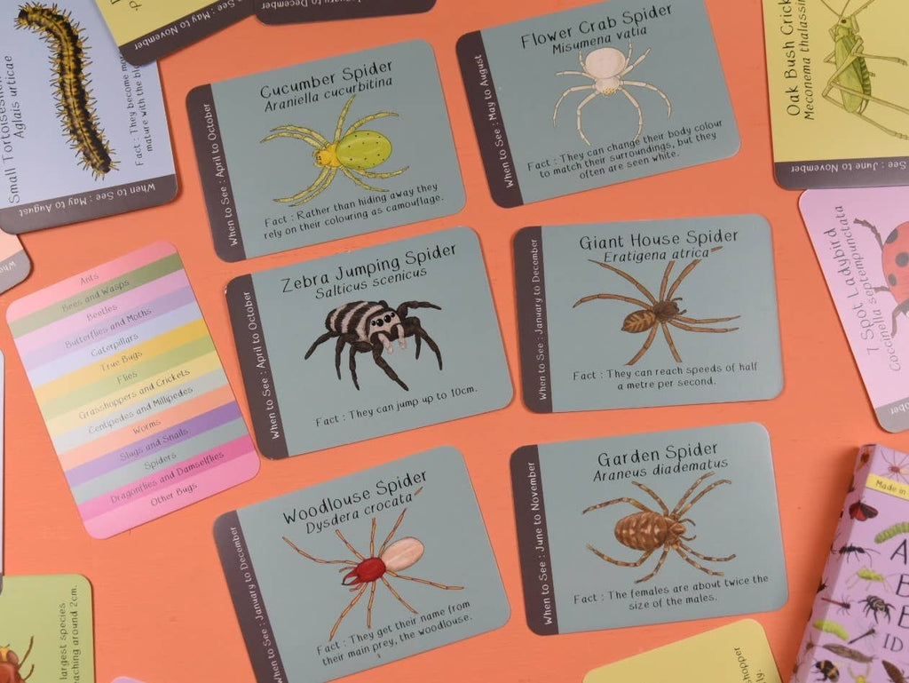 selection of the spider cards from the amazing bug pack