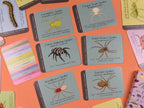 selection of the spider cards from the amazing bug pack