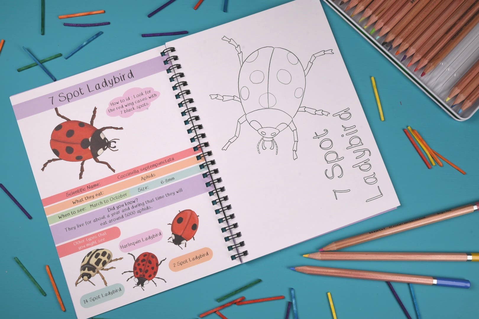 Coloring book with ladybug illustrations and coloring pencils on a blue background