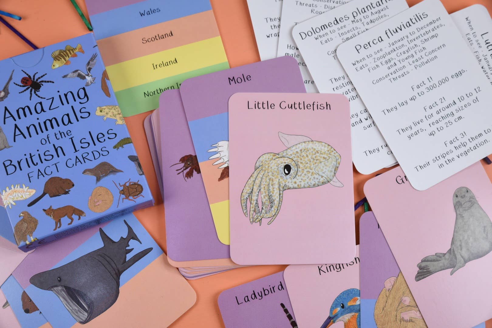 Collection of educational fact cards about animals on the British Isles with a focus on a card featuring a cuttlefish.