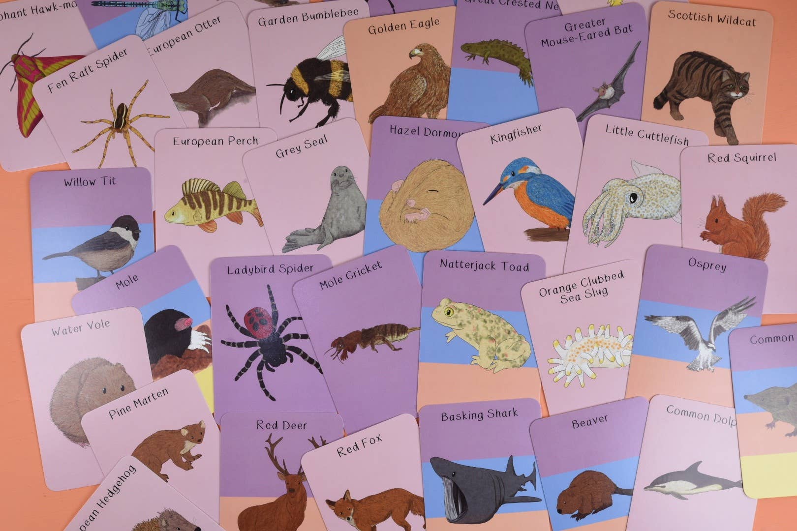 Collection of educational cards with various animals and insects on a colorful background