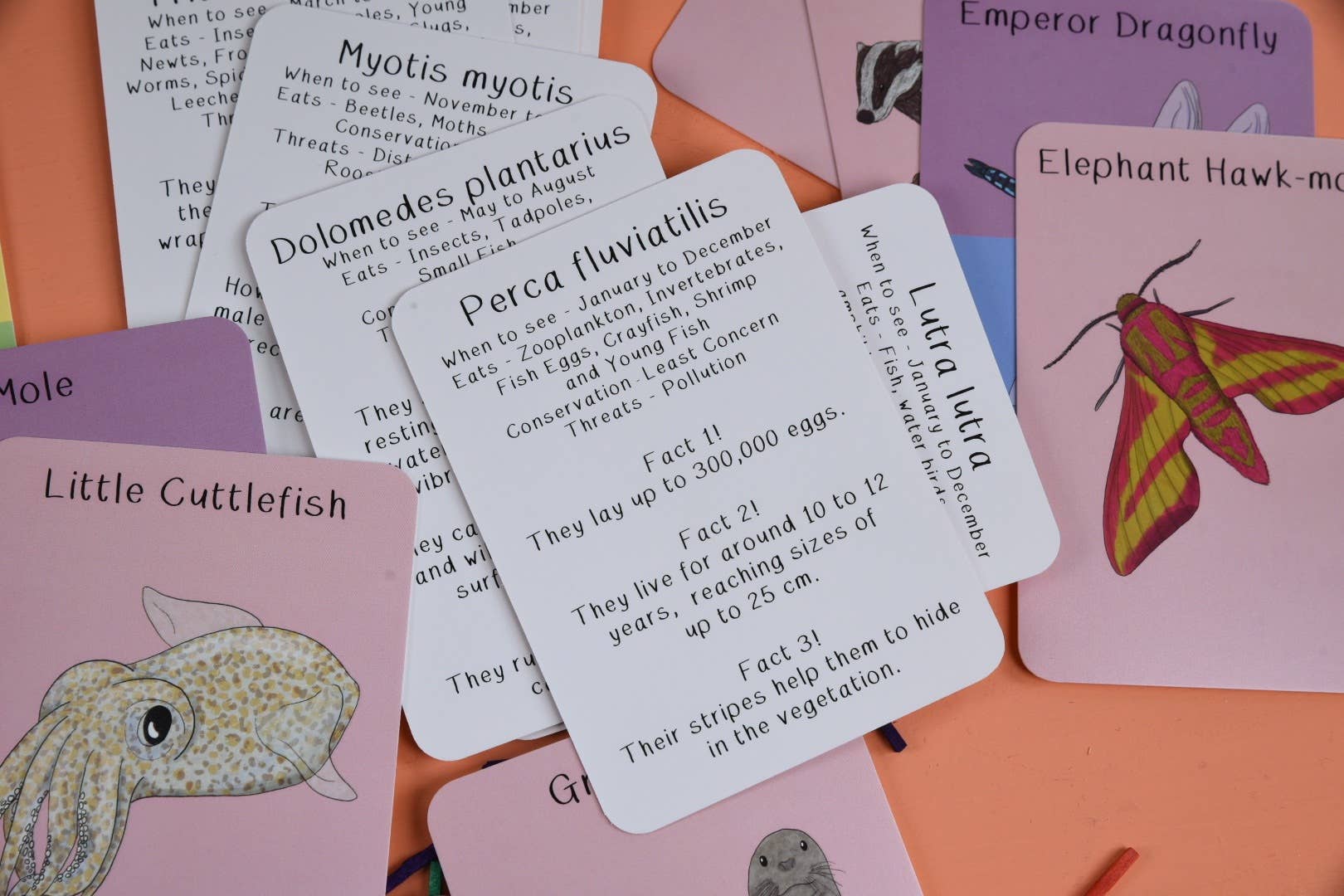 Educational cards with illustrations and text on a colorful background