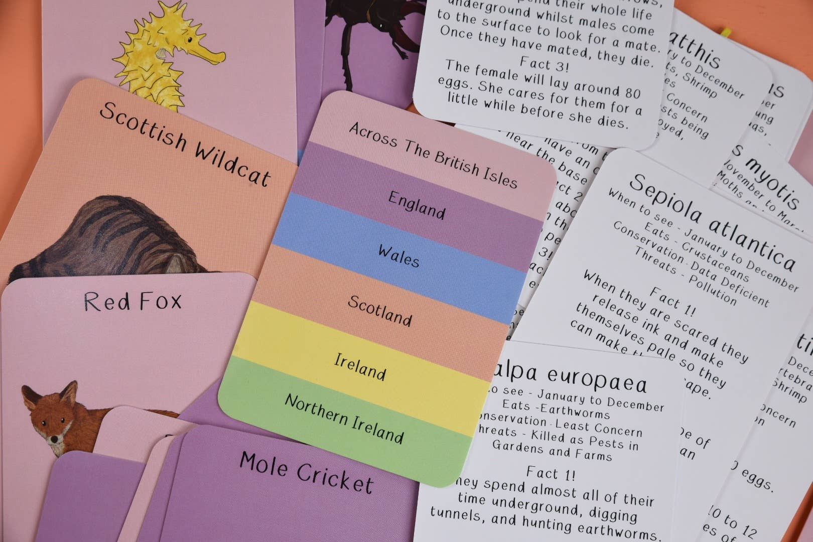 Educational cards with animals and geographical information on a colorful background