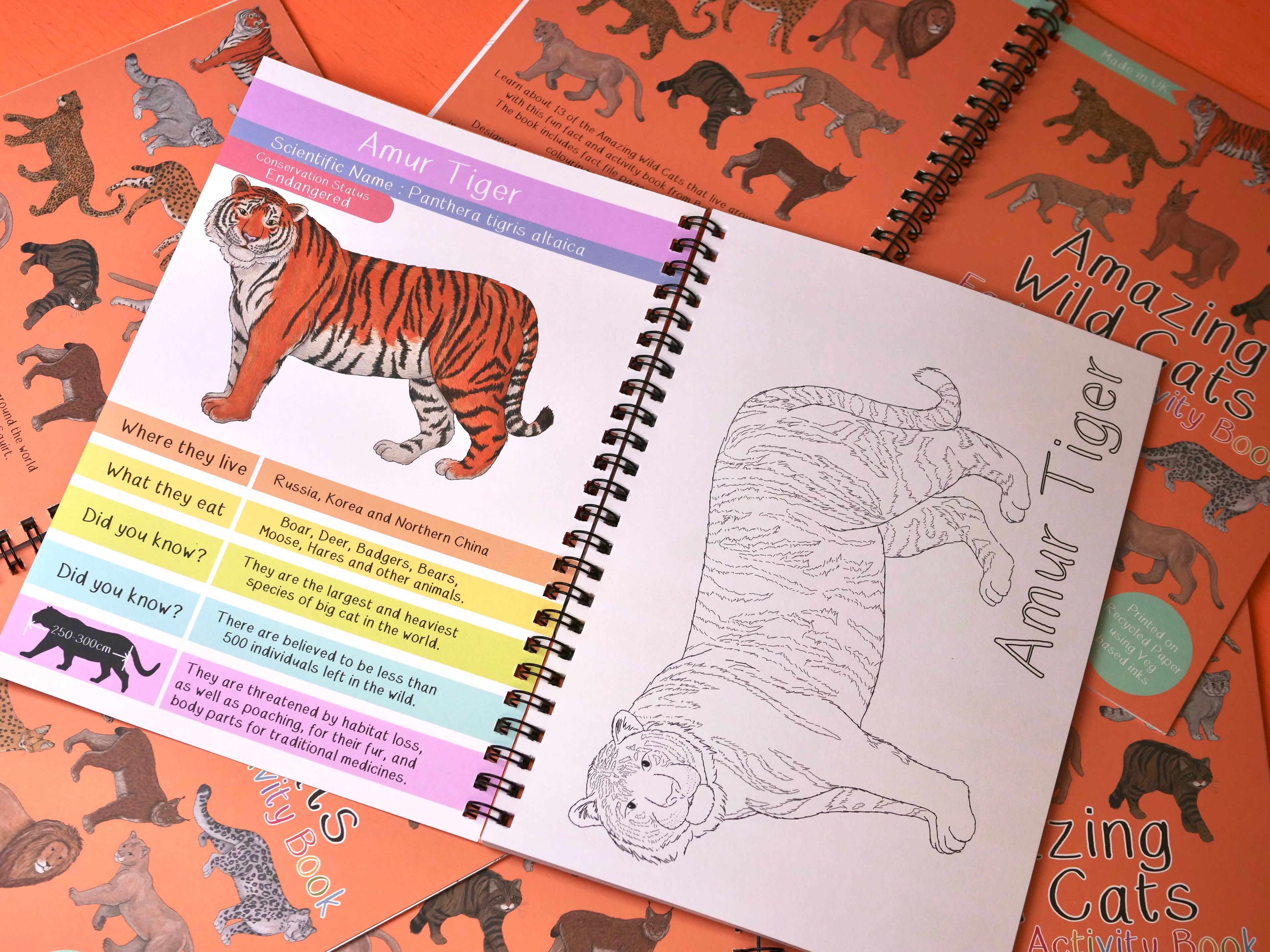 Open book about Amur Tiger with illustrations and text on an orange background with animal patterns.