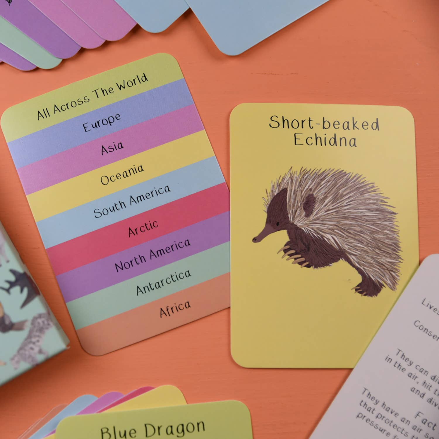 Educational cards with a short-beaked echidna illustration on an orange surface